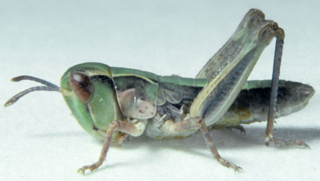   Fig. 2, Second Instar:  BL 6.8-7.5 mm FL 4-4.4 mm AS 15-16.