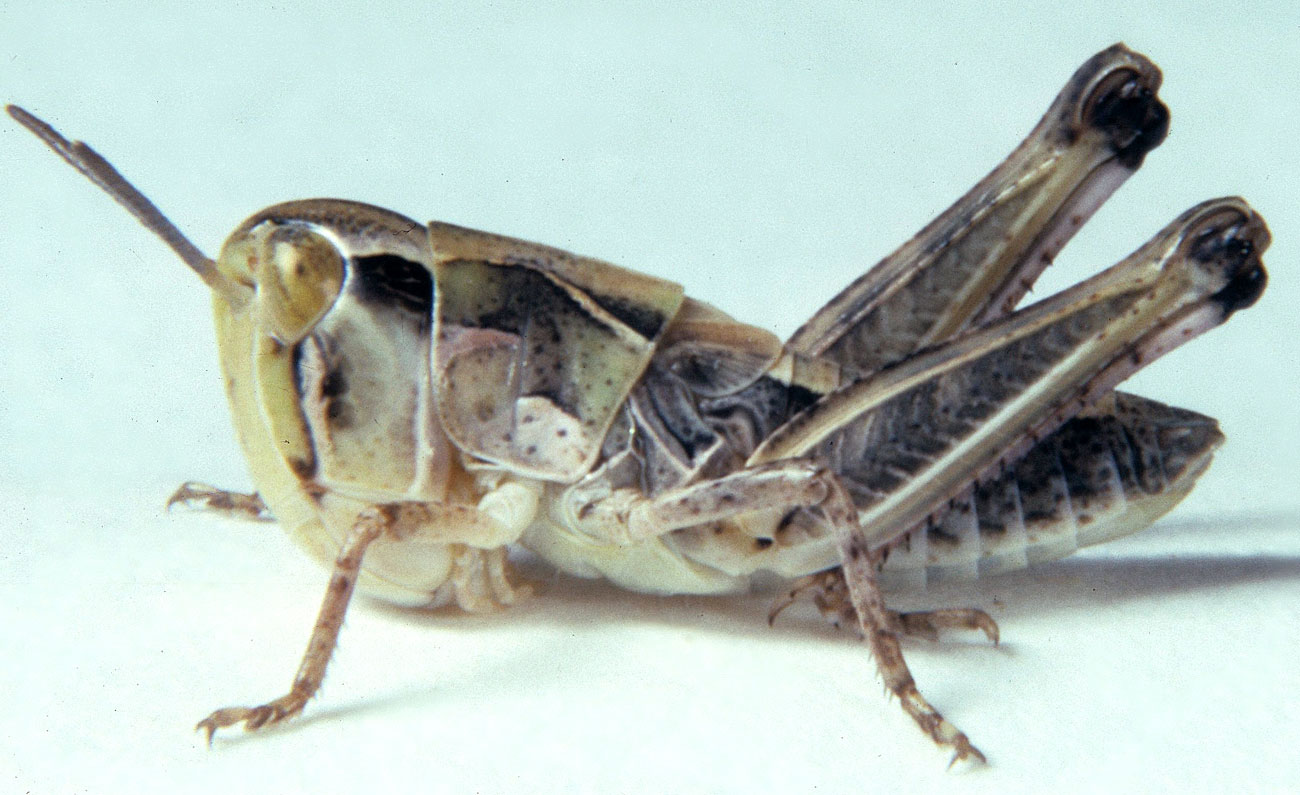   Fig. 4, Fourth Instar:  Females: BL 10.7-12 mm FL 7-7.6 mm AS 21-22.   