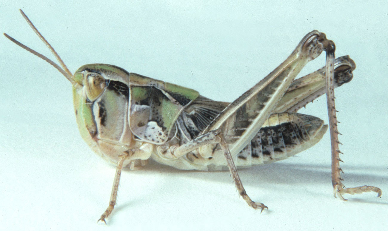   Fig. 5, Fifth Instar:  Females: BL 14.5-18.5 mm FL 9.3-10.2 mm AS 23.   