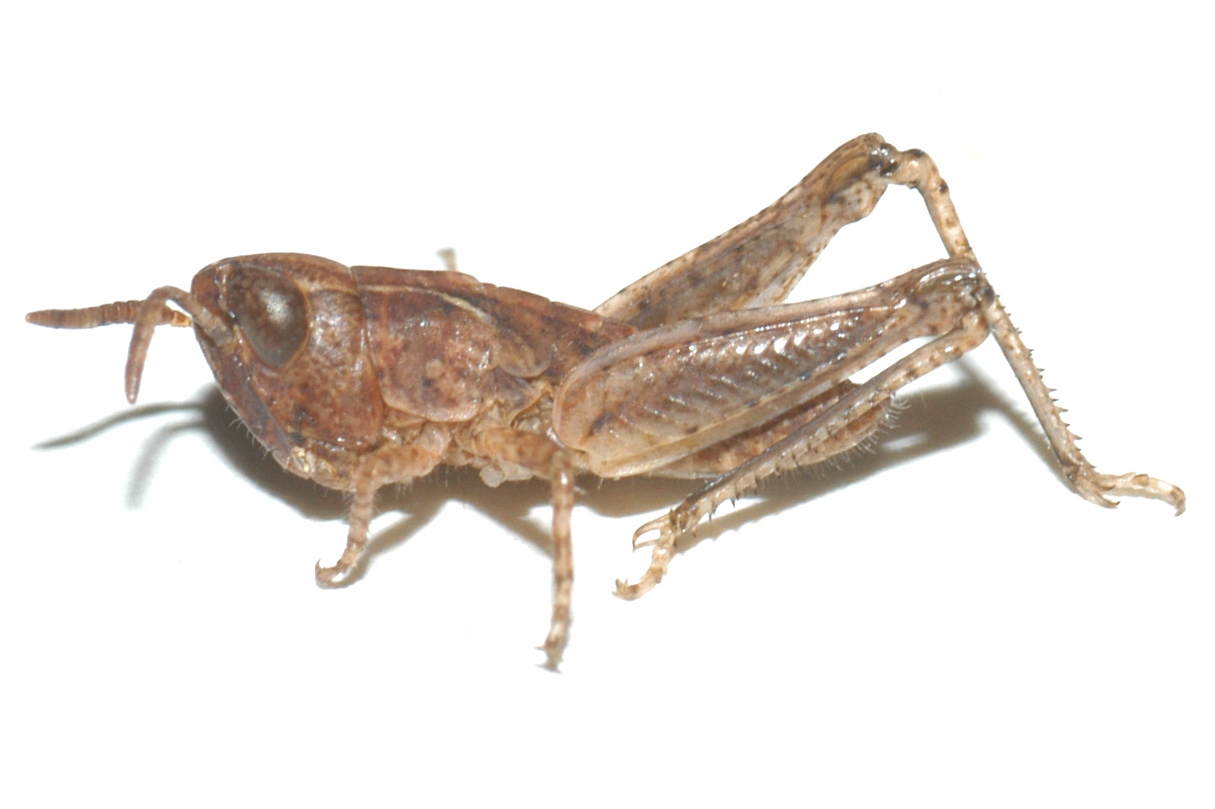  Fig. 1, first instar 