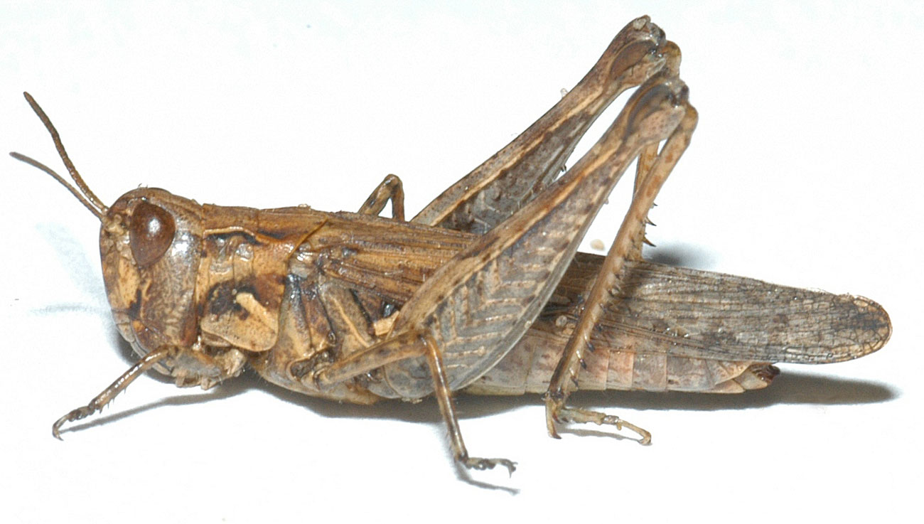  Fig. 4, adult female: BL 17-22 mm, FL 9-14 mm, AS 21-24 