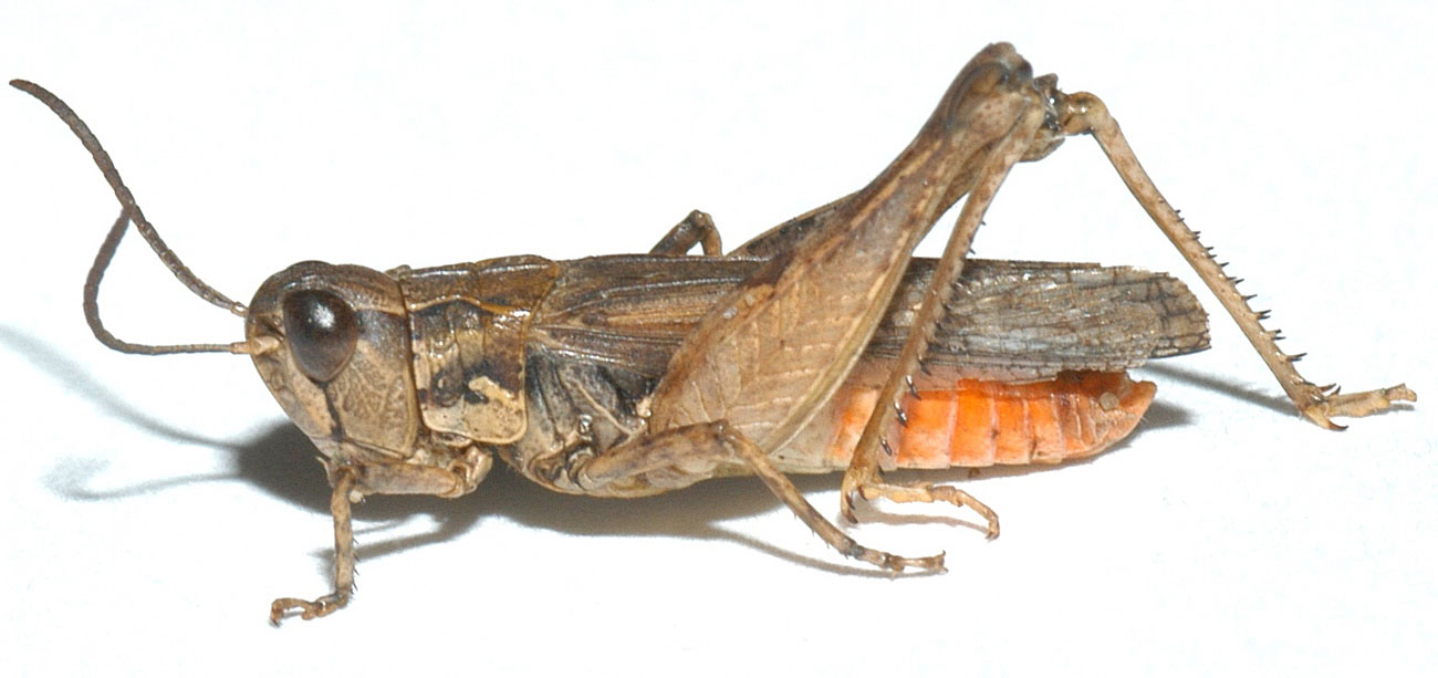  Fig. 3, adult male: BL 15-18 mm, FL 8-10 mm, AS 21-23 