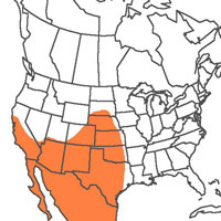  Geographic range of  Psoloessa texana  Scudder     