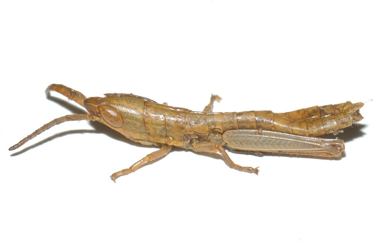  Fig. 1, second instar 