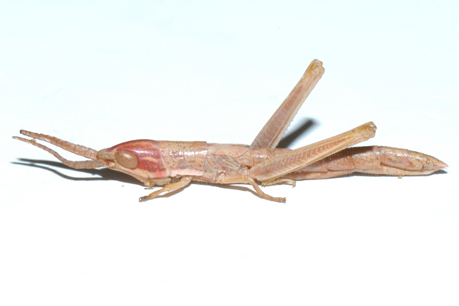  Fig. 2, fourth instar 