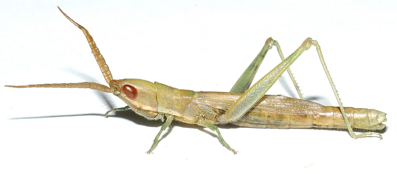 Paropomala wyomingensis female