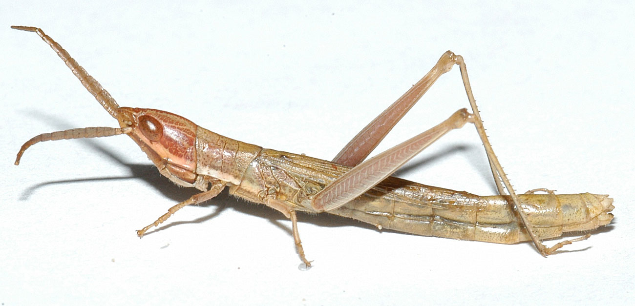  Fig. 6, adult female (brown phase): BL 27-34 mm, FL 10-15 mm, AS 22-24 