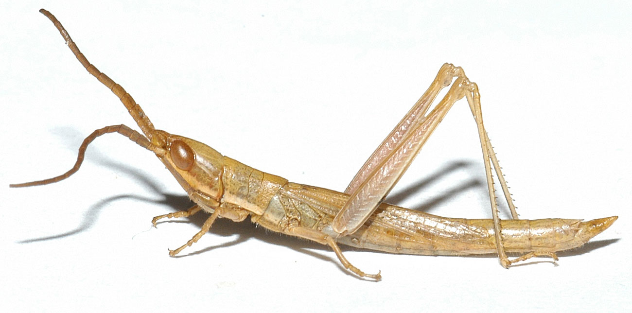  Fig. 4, adult male: BL 21-27 mm, FL 9-13 mm, AS 22-24 