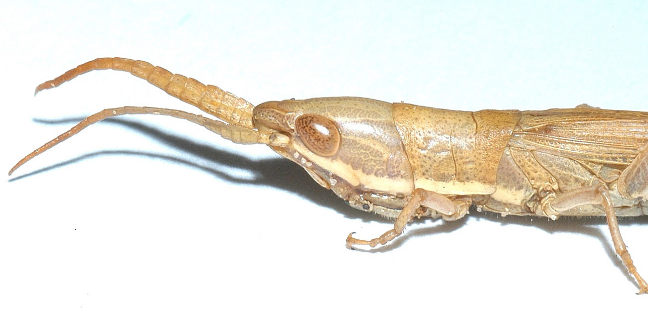  Fig. 7, closeup of lateral pronotum 