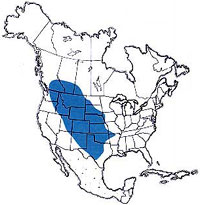  Geographic range of  Spharagemon equale  (Say) 