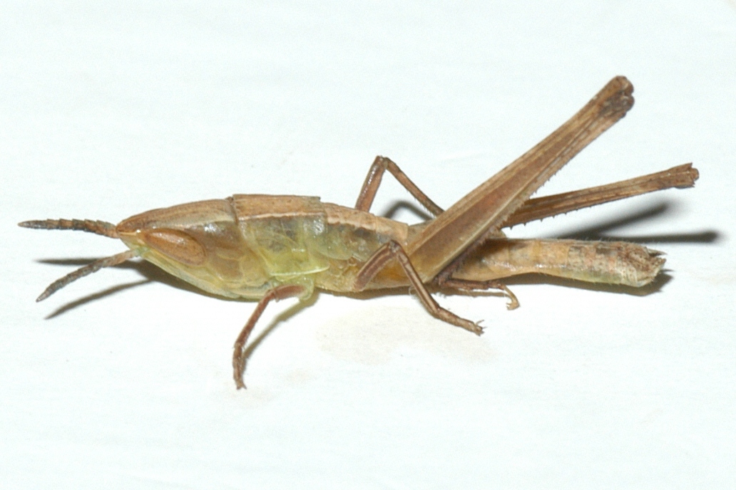  Fig. 2, second instar:BL 8-11 mm, FL 4-7 mm, AS 12-15 