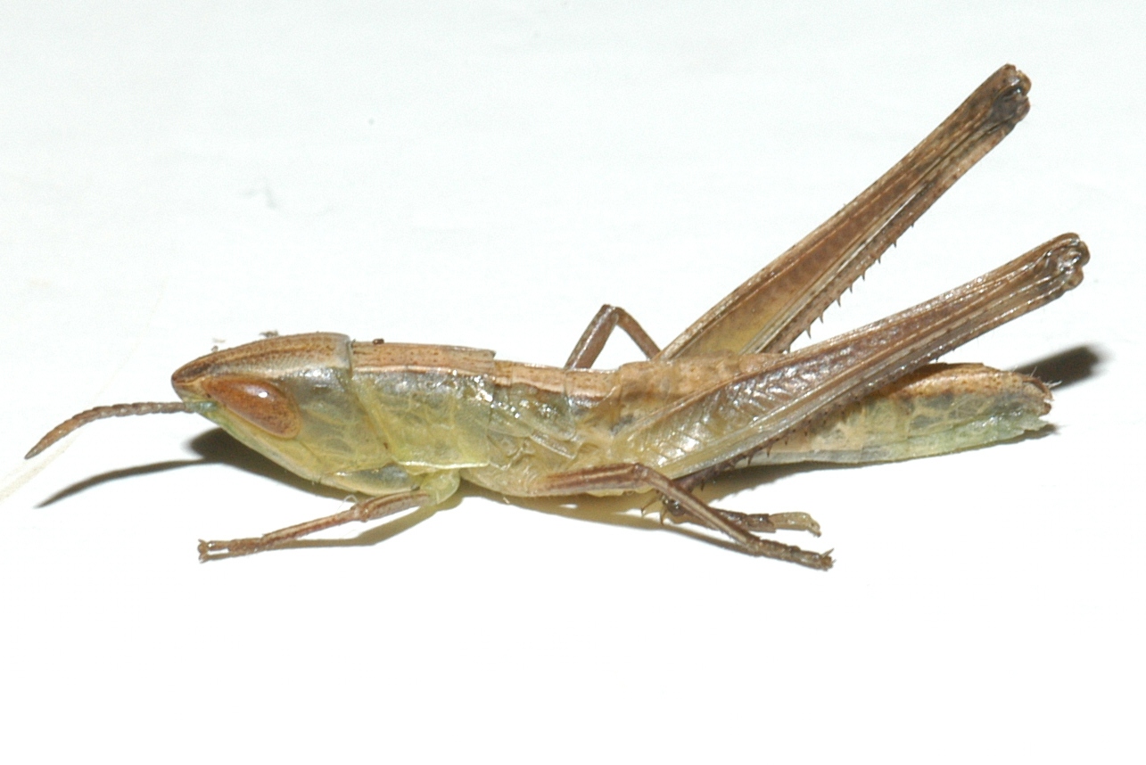  Fig. 3, third instar:BL 10-19 mm, FL 6-11 mm, AS 13-17 