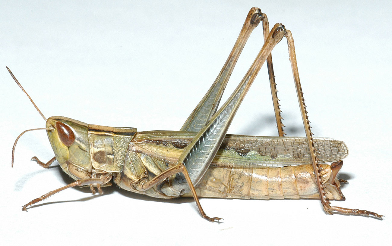  Fig. 7, adult female: BL 33-40 mm, FL 20-26 mm, AS 23-26 