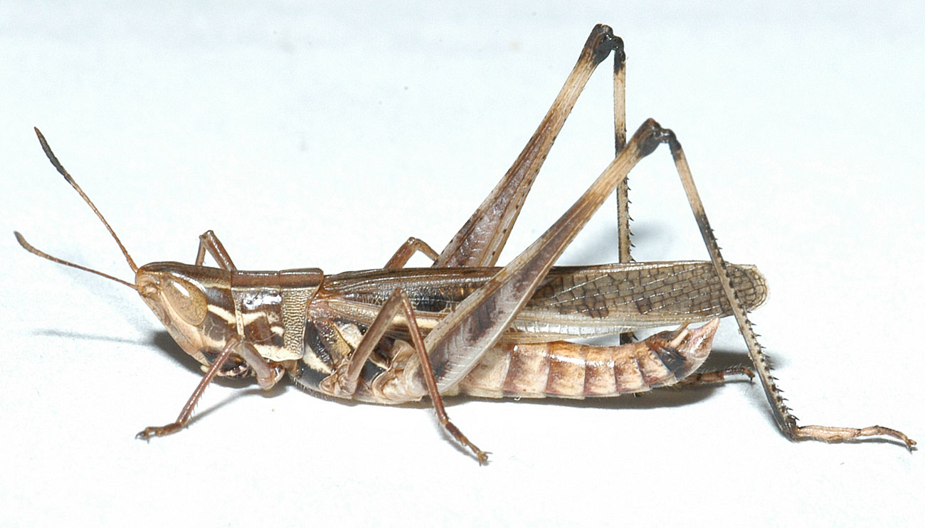  Fig. 6, adult male: BL 21-30 mm, FL 17-20 mm, AS 21-26 