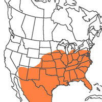  Geographic range of  Syrbula admirabilis  (Uhler) 