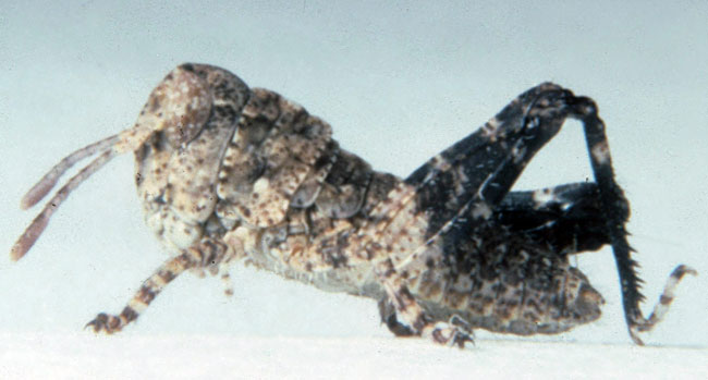  Fig. 1, first instar: BL 4.5-5.8 mm, FL 2.6-3 mm, AS 10-11 