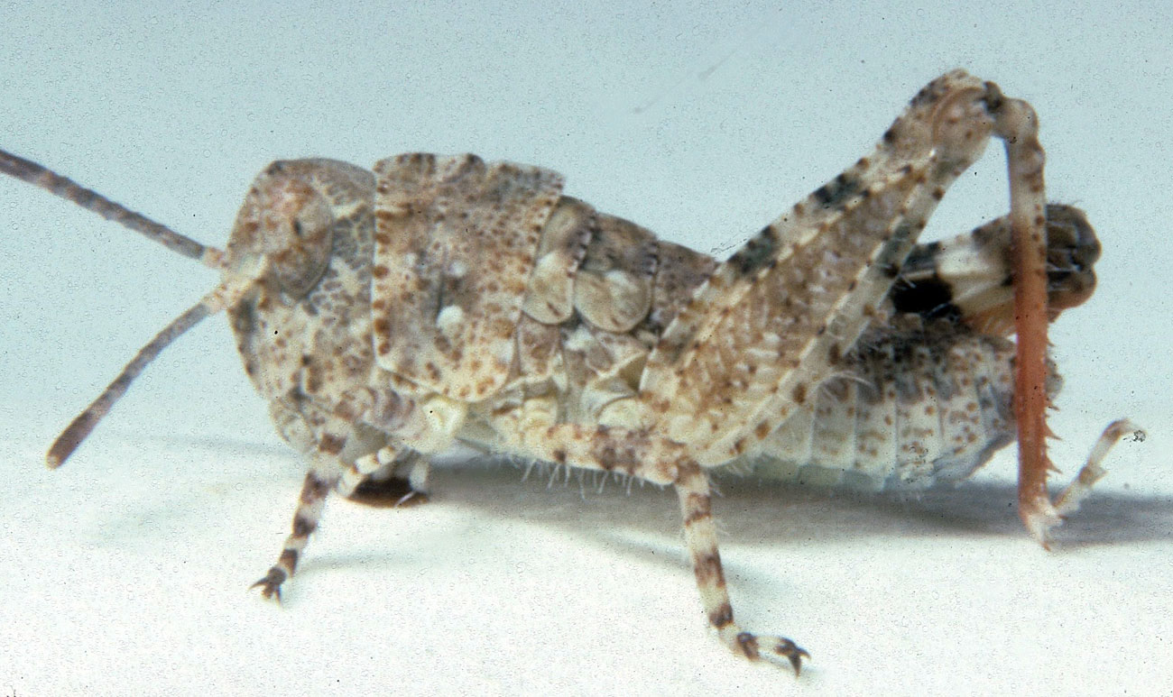  Fig. 2, second instar: BL 3.6-4.1 mm, FL 3.6-4.1, AS 14-15 