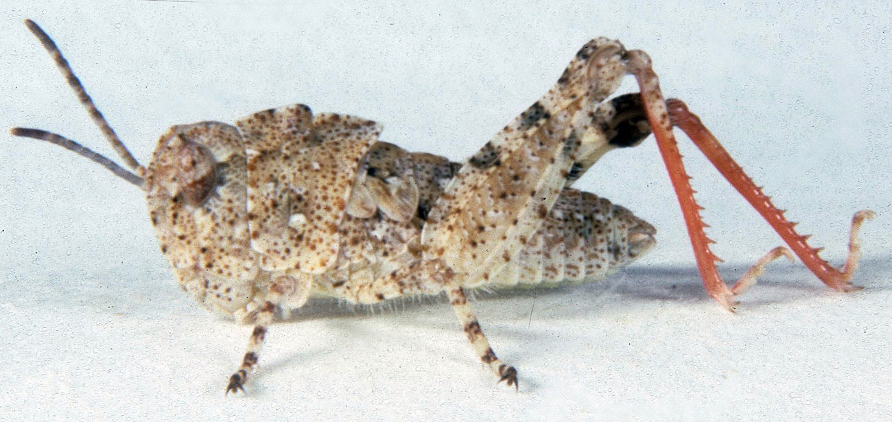  Fig. 3, third instar: BL 8.2-11 mm, FL 5.2-6.2 mm, AS 17-19 