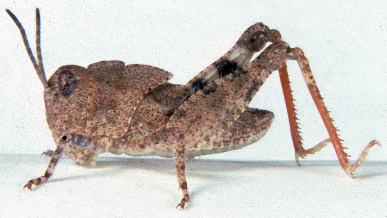  Fig. 4, fourth instar: BL 11-14.7 mm, FL 6.6-7.8 mm, AS 20-22 