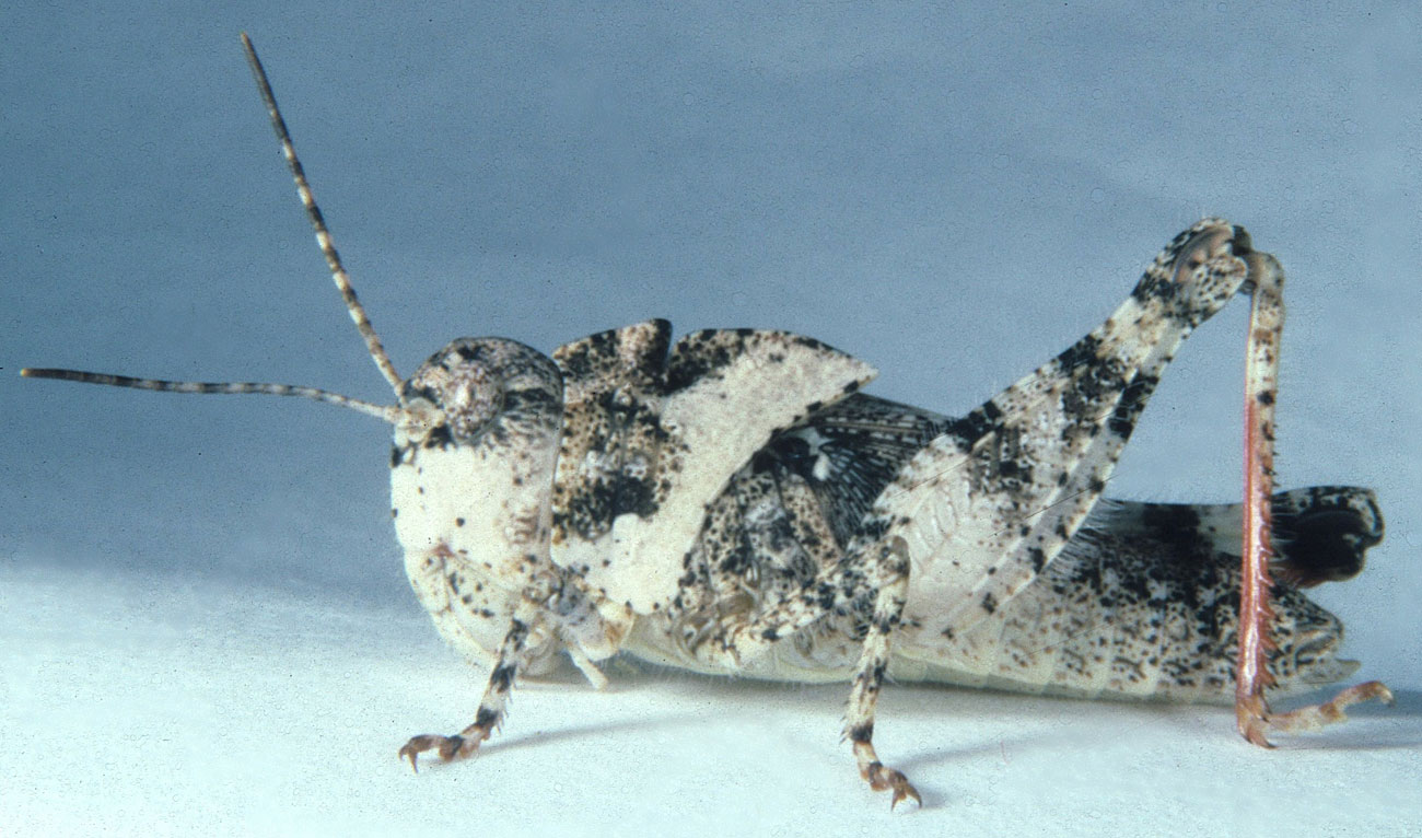  Fig. 5, fifth instar male: BL 15.2-15.5 mm, FL 9-9.7 mm, AS 22-23;  female: BL 17.5-21.5 mm, FL 11-12 mm, AS 23 