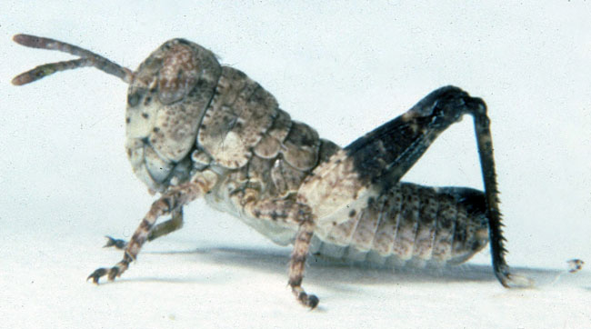  Fig. 1, first instar: BL 4.5-5.9 mm, FL 3-3.2 mm, AS 13 