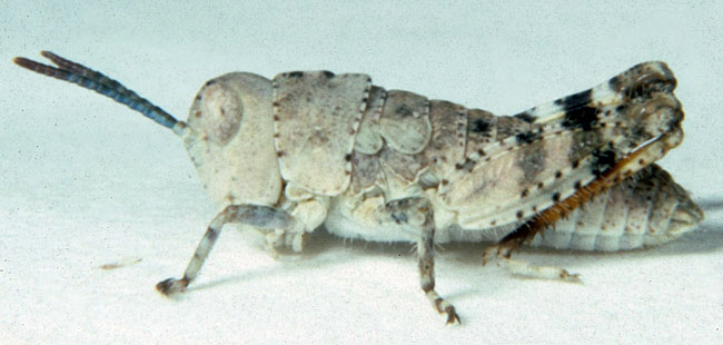  Fig. 2, second instar: BL 6.6-8.5 mm, FL 3.8-4.9 mm, AS 15-17 