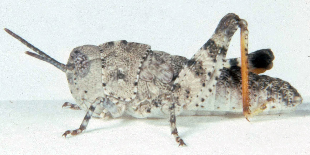  Fig. 3, third instar: BL 9-10 mm, FL 5.1-6.1 mm, AS 18-20 