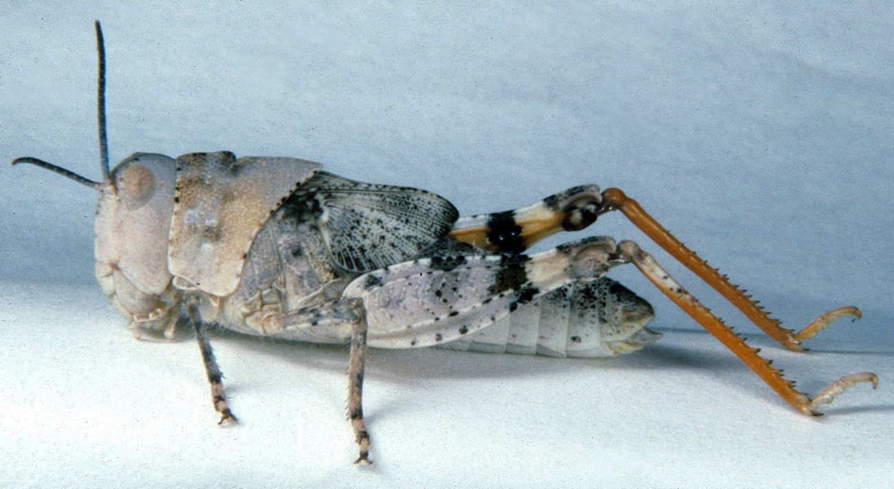  Fig. 5, fifth instar male: BL 15.8-19.7 mm, FL 9.2-10 mm, AS 23 