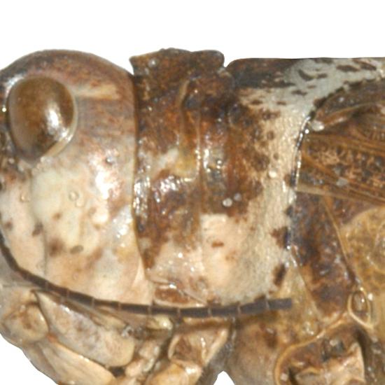  Fig. 9, lateral view of pronotum 