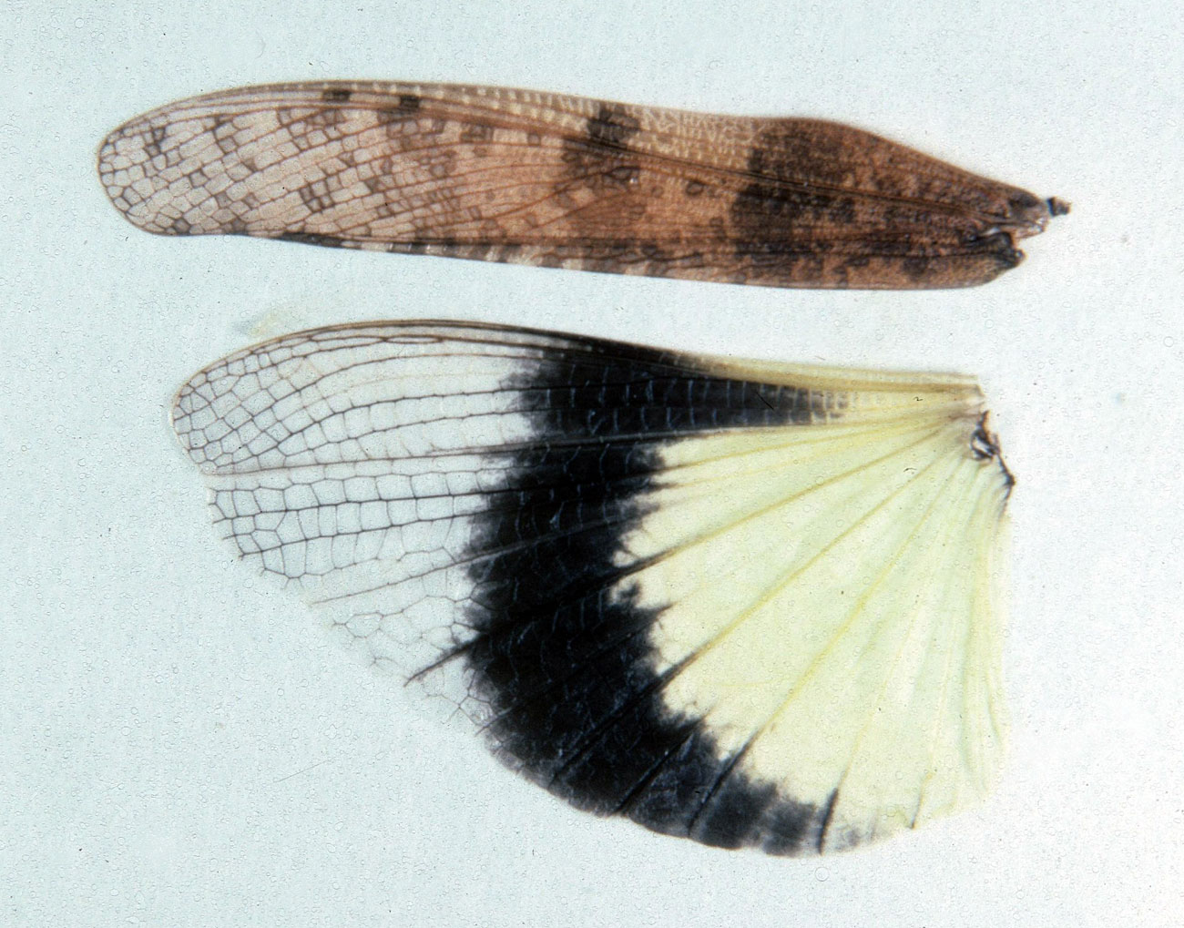  Fig. 9, spread wings of female 