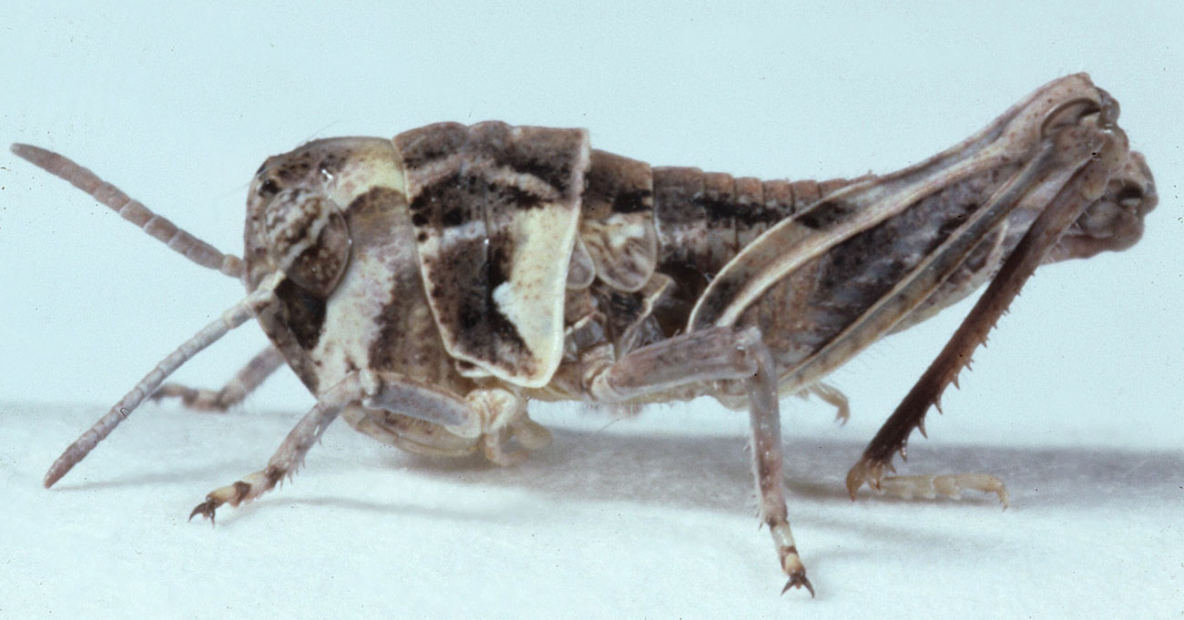  Fig. 2, second instar: BL 5.7-6.5 mm, FL 3.7-4.3 mm, AS 14-15 