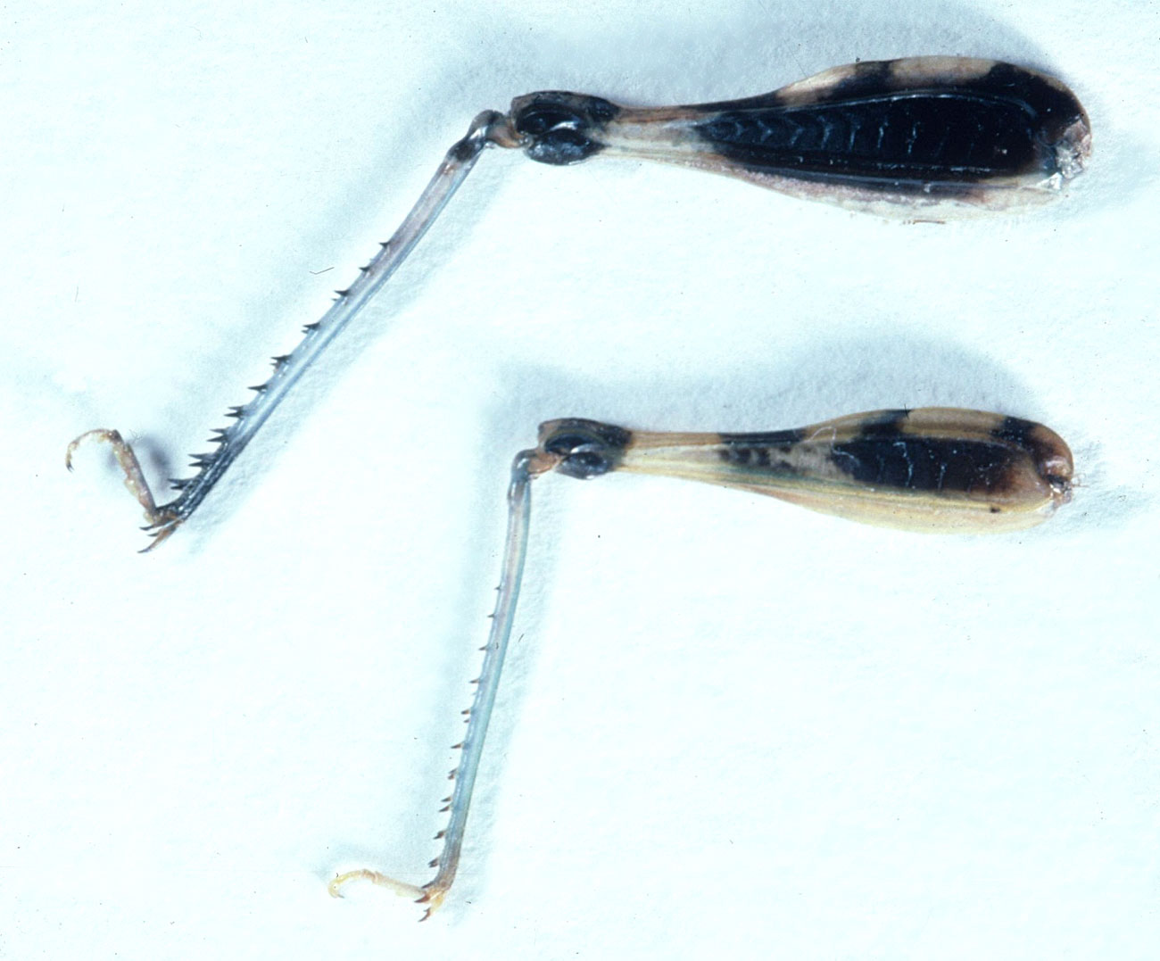  Fig. 8, inner side hindlegs  T. aspera  above,  T. kiowa  below 