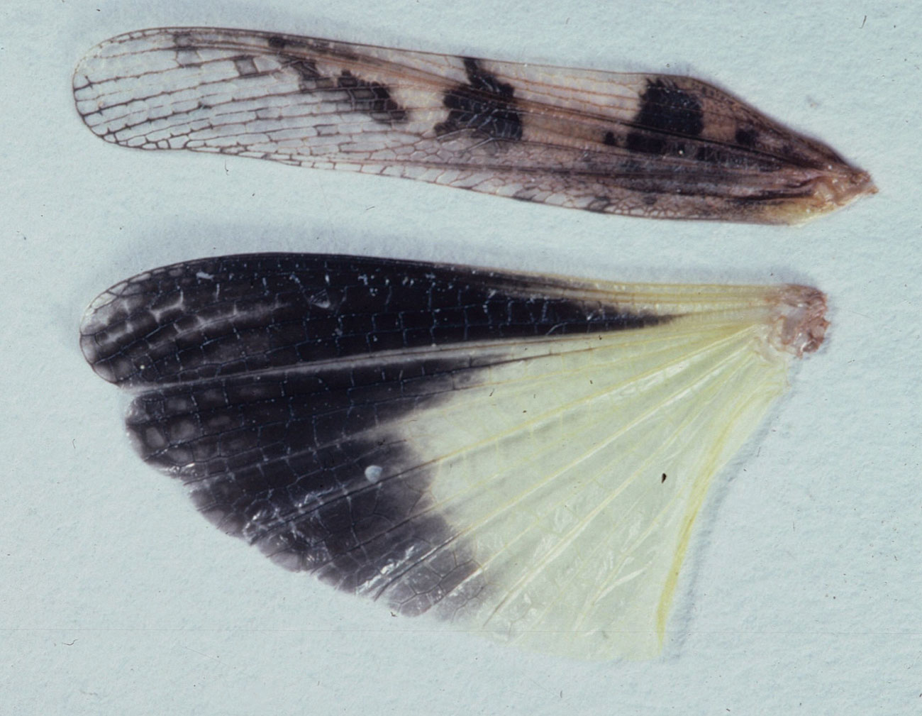  Fig. 9, spread wings of male  T. aspera  
