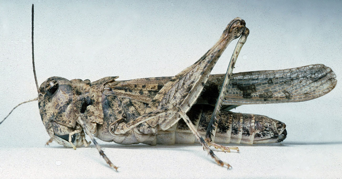  Fig. 7, adult female: BL 17-24 mm, FL 12-14 mm, AS 21-22 