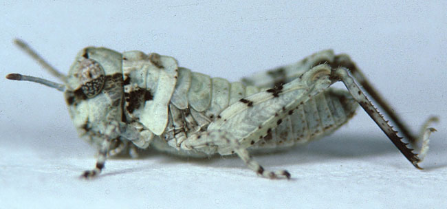  Fig. 2, second instar: BL 4.9-5.9 mm, FL 3.1-3.4 mm, AS 12-13 