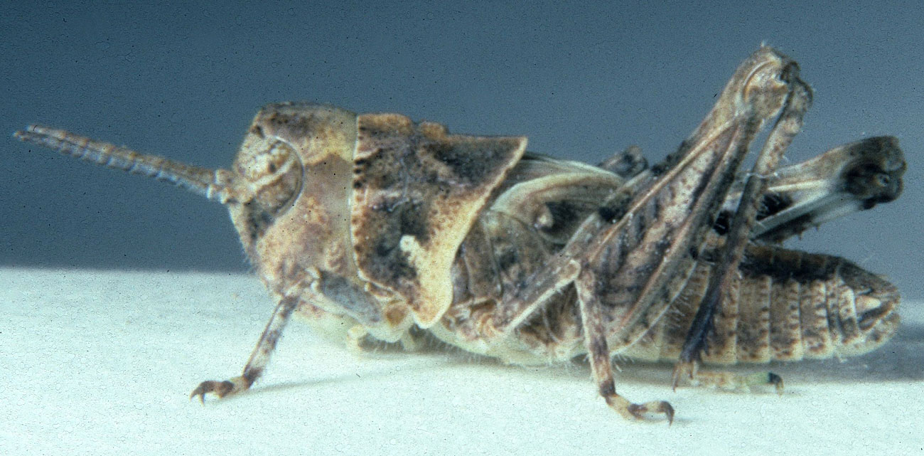  Fig. 4, fourth instar: BL 7.6-12.1 mm, FL 4.7-6.5 mm, AS 16-18 