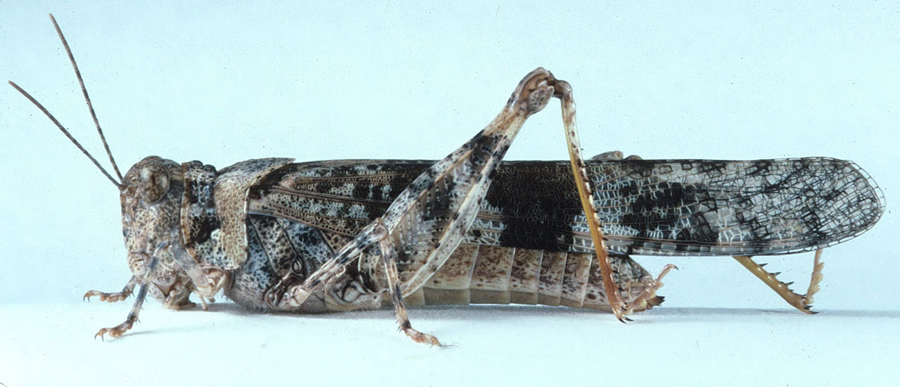  Fig. 7, adult female: BL 27-33 mm, FL 13.5-16 mm, AS 25-28 