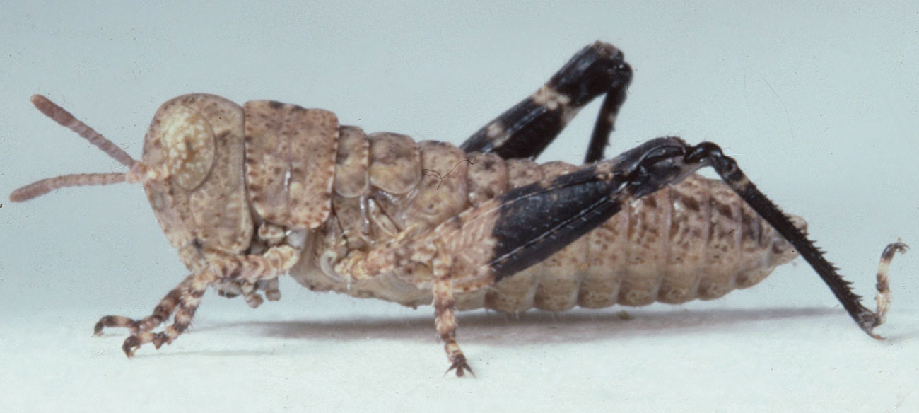  Fig. 1, first instar: BL 4.6-6.8 mm, FL 2.7-3 mm, AS 12-13 