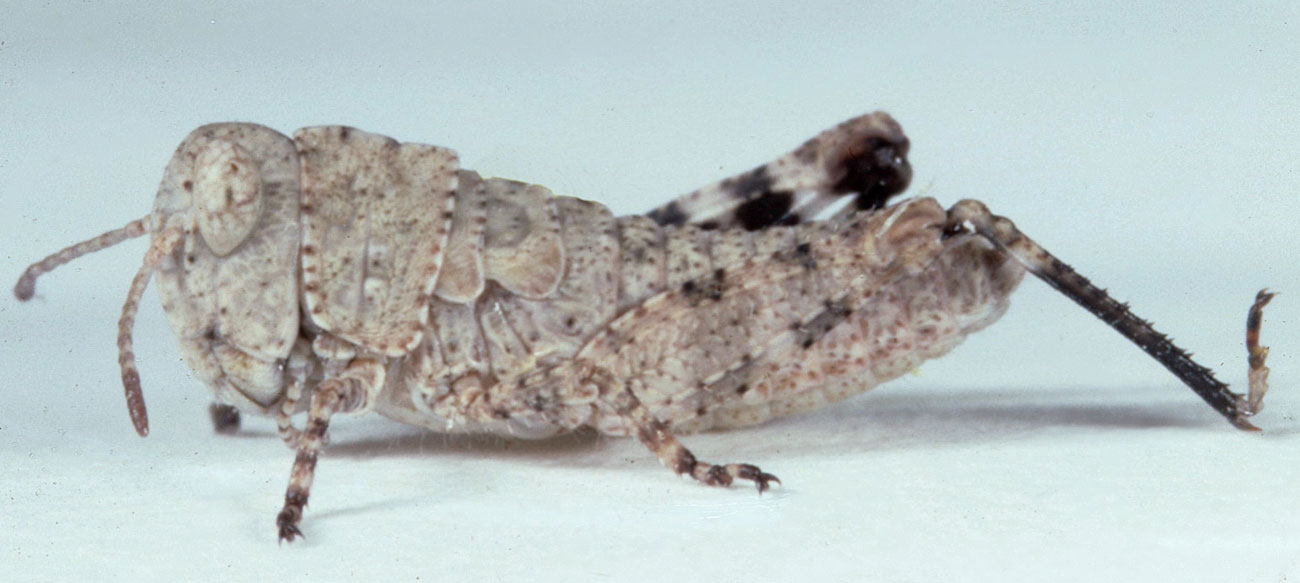  Fig. 2, second instar: BL 6.7-8.1 mm, FL 3.6-3:9 mm, AS 14-15 