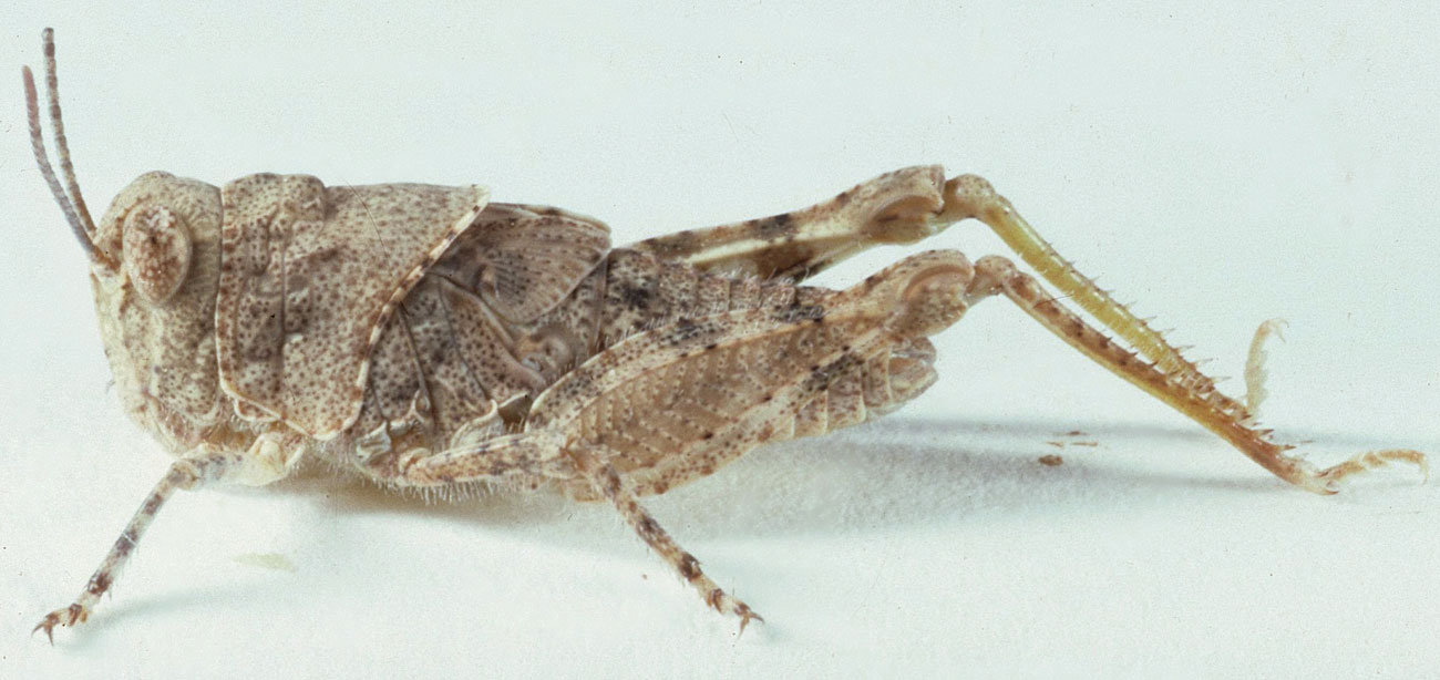  Fig. 4, fourth instar: BL 13.8-15.5 mm, FL 7.5-7.9 mm, AS 22-23 