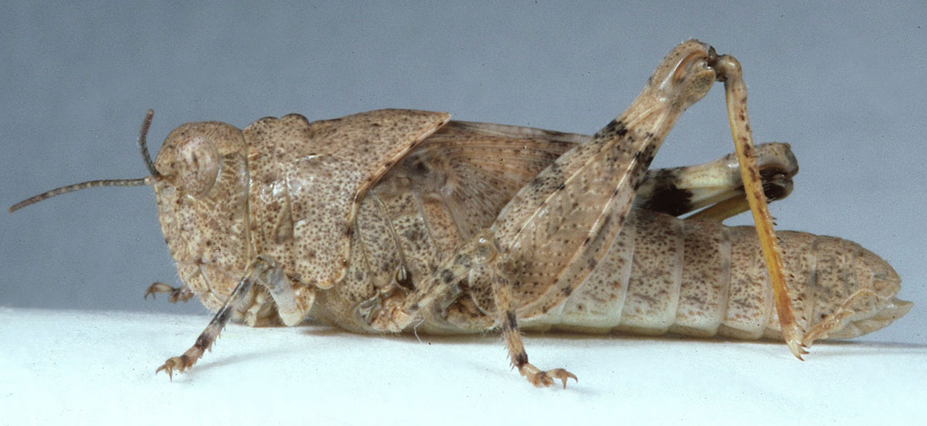  Fig. 5, fifth instar: BL 13.7-20 mm, FL 8.5-11.2 mm, AS 22-24 