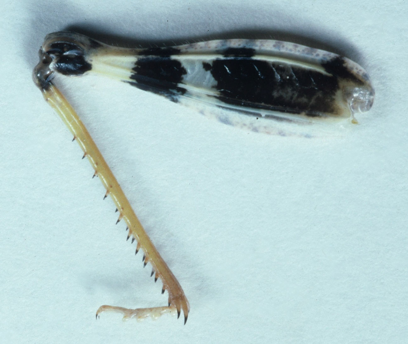  Fig. 9, inner face of female hindleg 