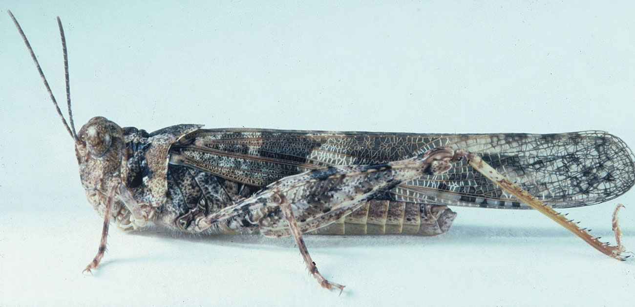  Fig. 6, adult male: BL 20.5-24 mm, FL 12-13.5 mm, AS 24-26 