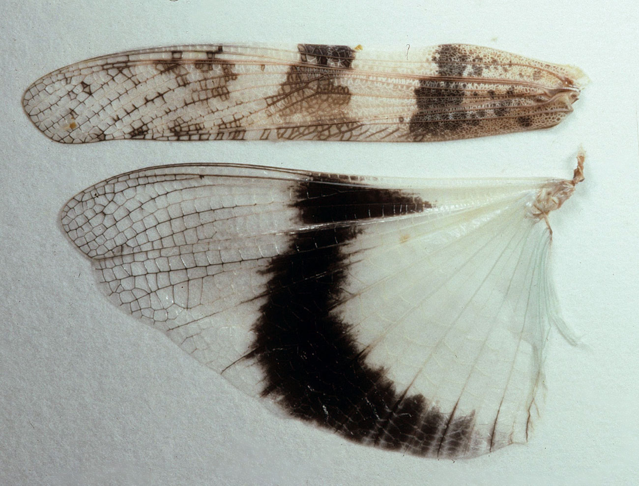  Fig. 8, spread wings of female 