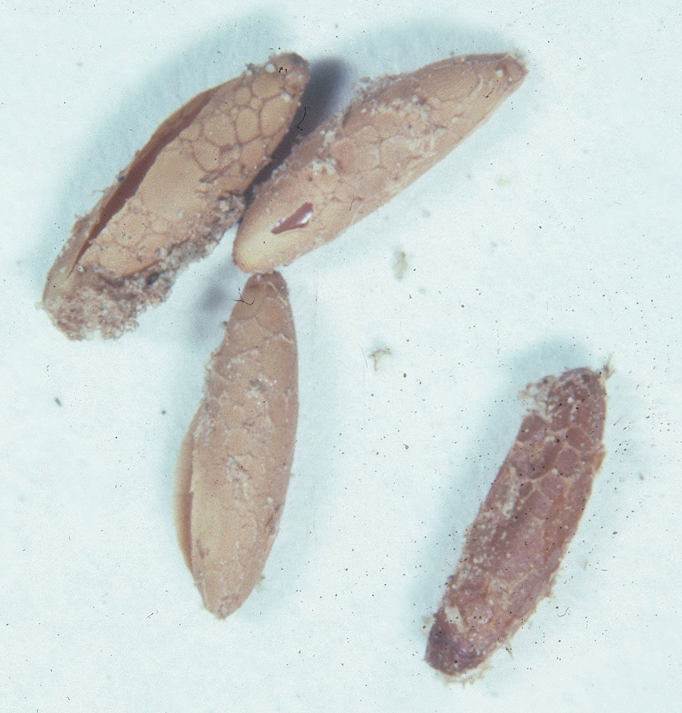  Fig. 11, egg pod and four loose eggs 