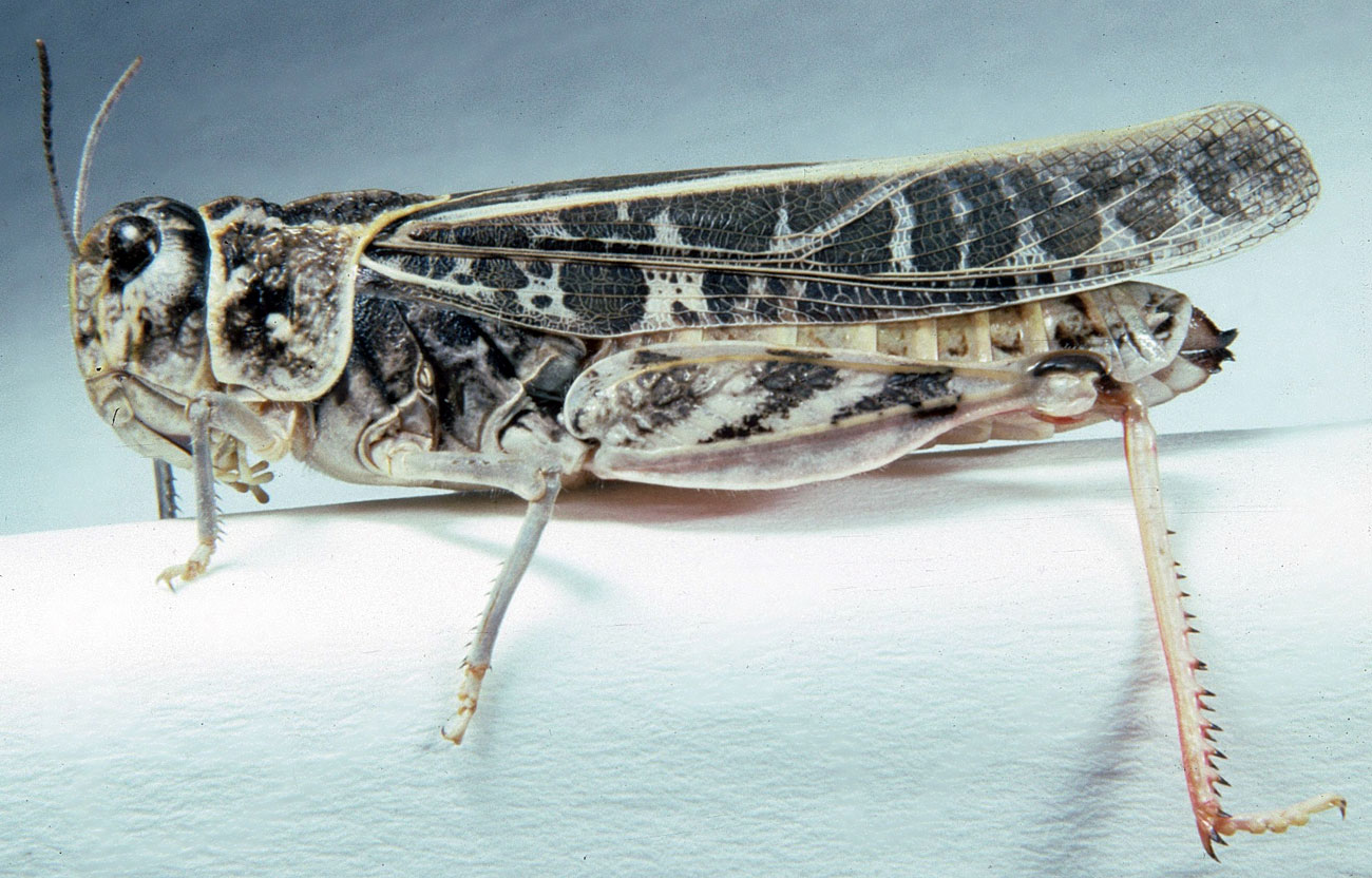  Fig. 8, adult female: BL 35-41 mm, FL 18-20 mm, AS 26-28 