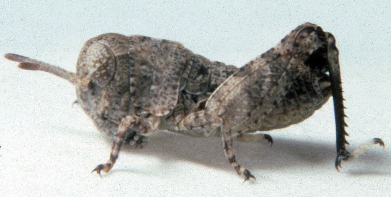  Fig. 1, first instar: BL 4.9-5.8 mm, FL 2.9-3.4 mm, AS 12-14 