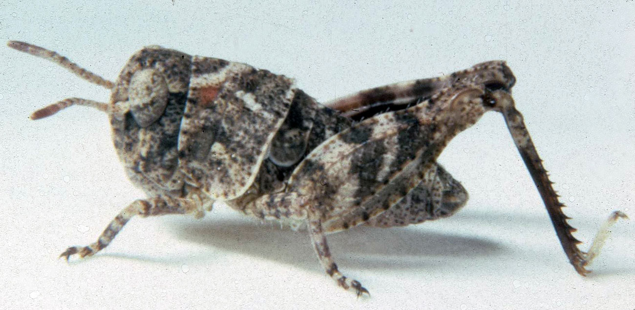  Fig. 2, second instar: BL 6.8-8 mm, FL 4.4-4.7 mm, AS 15-17 