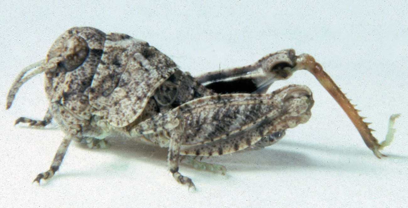  Fig. 3, third instar: BL 7.7-11.3 mm, FL 5.2-5.8 mm, AS 18 