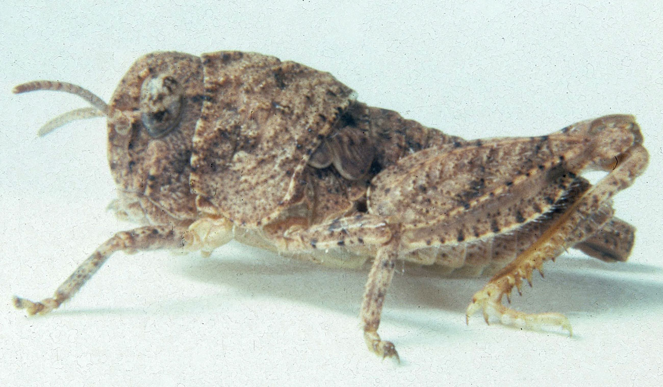  Fig. 4, fourth instar: BL 10-14.5 mm, FL 6.3-8 mm, AS 19-21 